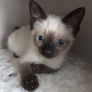 Meet your Posher, Annabelle